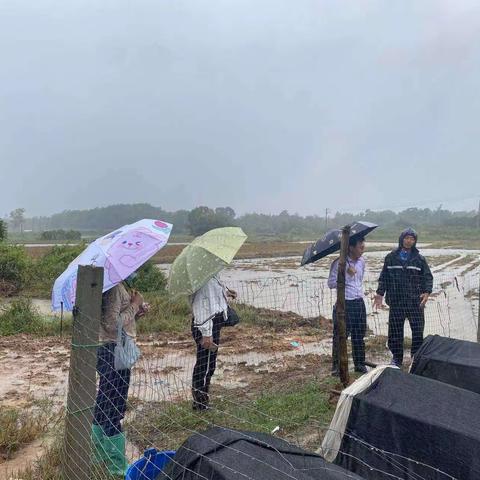 文昌市现代农业发展服务中心深入各镇农业种植生产基地做好应对强降雨技术指导工作
