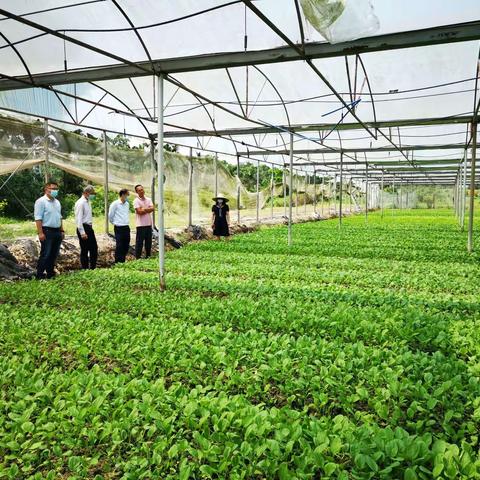 抗疫保供做好常年蔬菜基地生产技术指导暨调研推广应用有机肥促进化肥减量增效工作