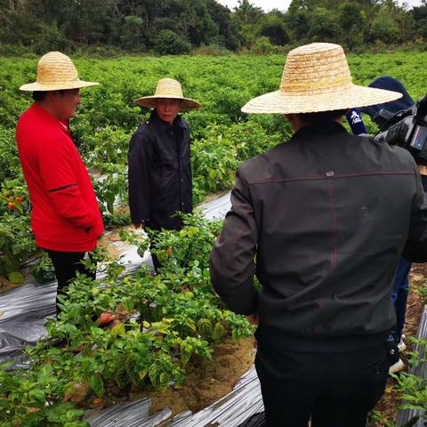 做好农技服务，助农增收促发展—为民办实事文昌市农技中心在行动