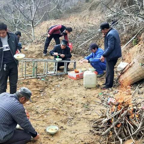 打造核桃园示范样板，引领陇南核桃产业走向高效化