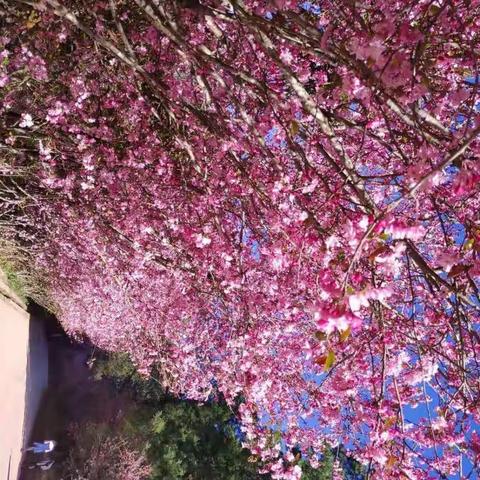 三月春光无限好，踏青赏花正当时