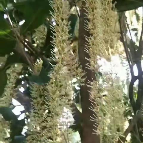 【绿色·帕亮之简讯】勐马镇帕亮村澳洲坚果技术技能培训助力脱贫攻坚