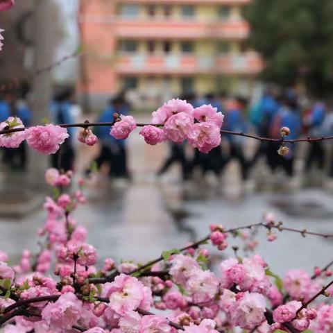 潜心教学守阵地，不负韶华向未来——洛门初中线上教学纪实