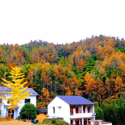 湃桥村“十里听枫”进入最佳观景期