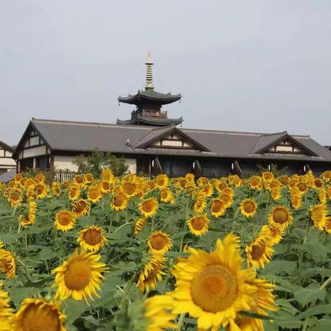 拈花湾一日游