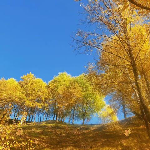 “落叶里的秋天”一一陈家集学区王泉村幼儿园🍂树叶粘贴画活动