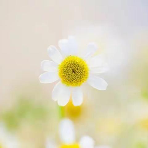 齐聚云端共研修，汲取经验促成长————盐山县西门外小学“云”平台研修纪实