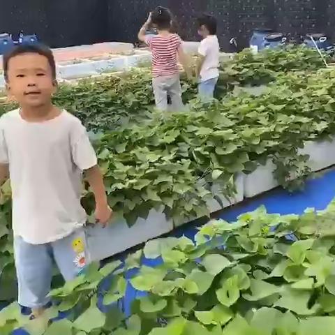 大大二班种植乐园