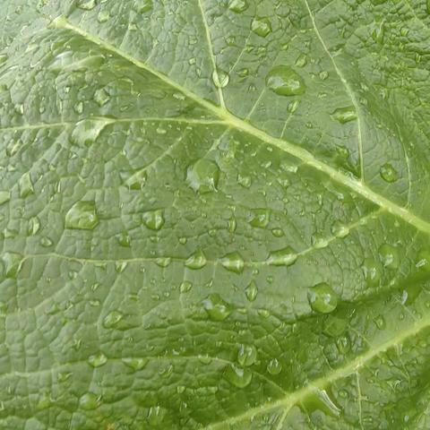 雨后的四月29日。