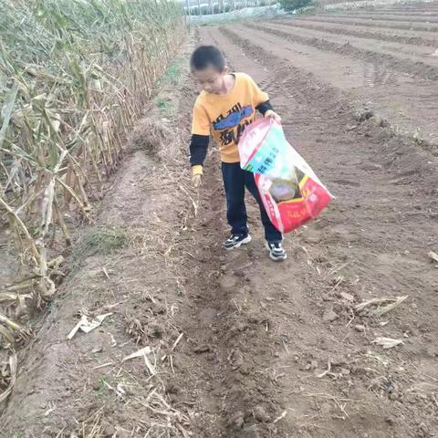 快乐劳动，收货成长——庞各庄乡任田各庄小学国庆假期劳动纪实