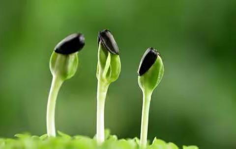 青青子衿——中华少年郎