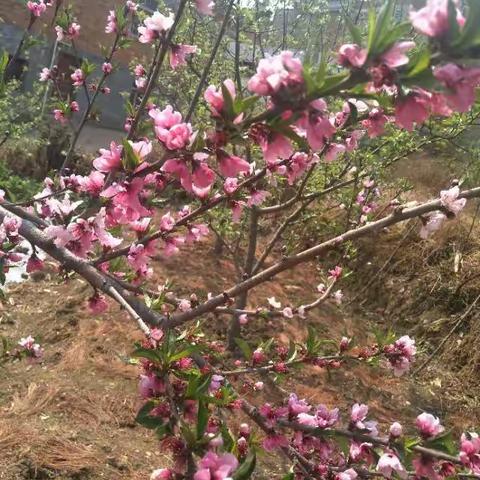 【三月，与一场桃花有关】