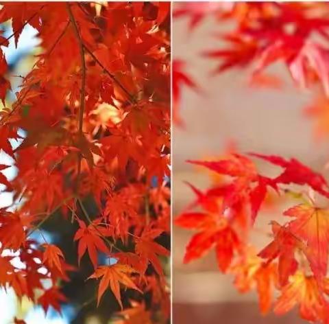 社团活动异彩纷呈，校园生活幸福快乐——田湖一中八年级社团活动掠影