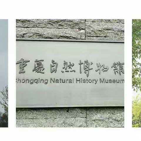 观自然之美 悟其中之理——初2020级17班 罗智文