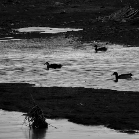 冰河觅食的野鸭