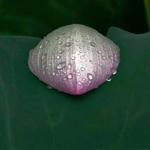 2018 秋雨荷