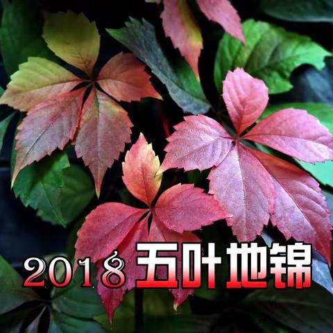 深秋里的五叶地锦五彩斑斓。