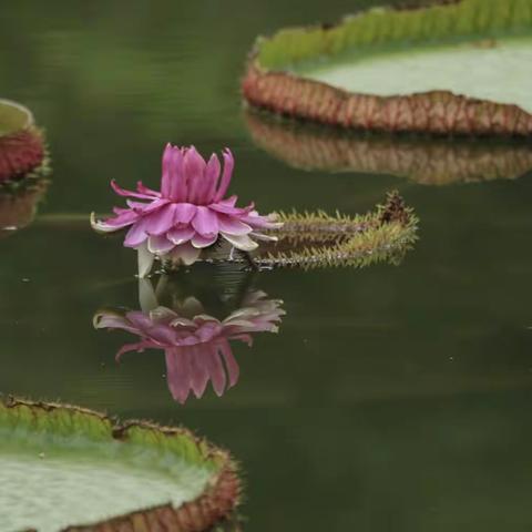 荷花笑  青蛙叫  蜻蜓花间绕