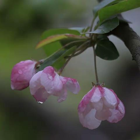 海棠花溪