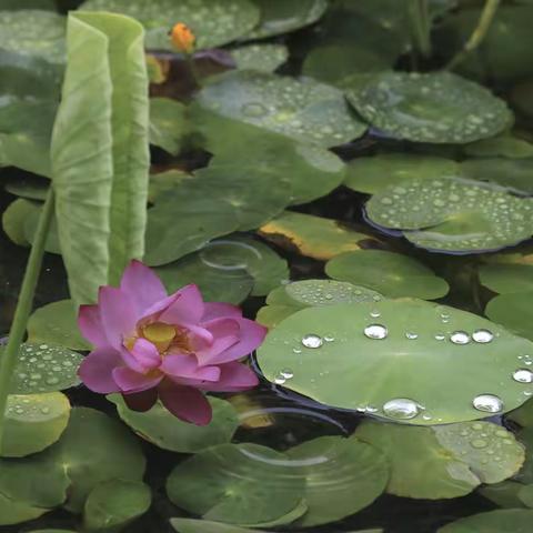 雨荷