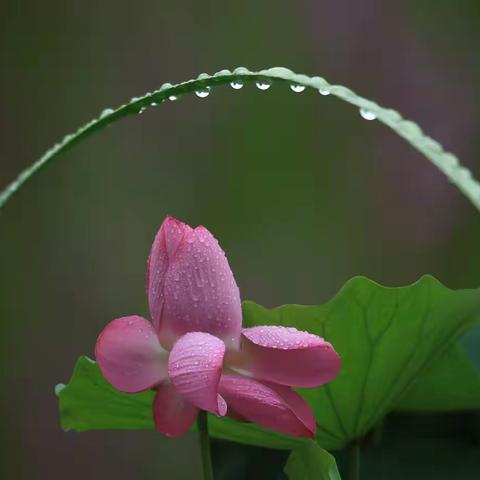 雨中荷