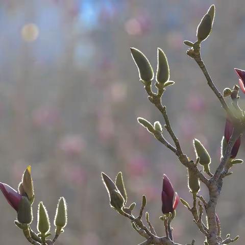 玉兰花开淡淡香