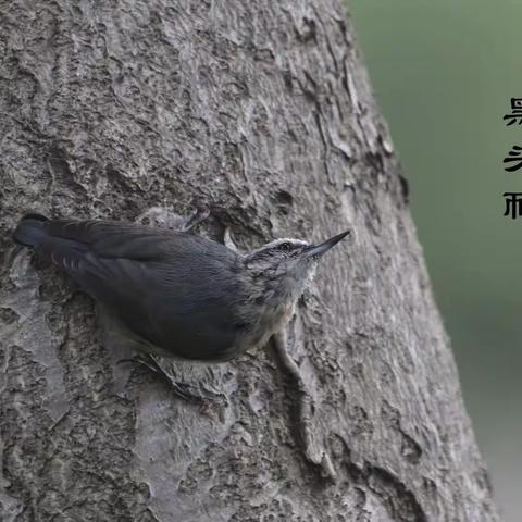 圆明园随拍