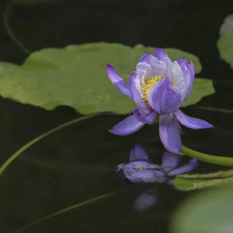 睡莲花开