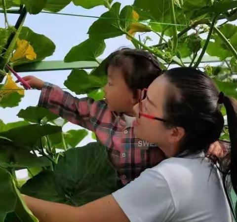 吴忠市剑桥幼儿园       小二班   南瓜花变形记