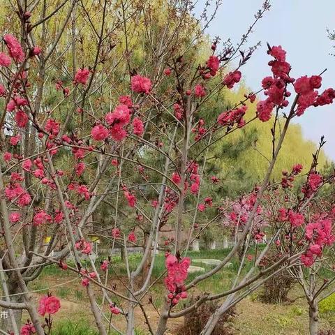 到菜场路上，看到的几种花，并用“识花君”认识了花名。大家分享