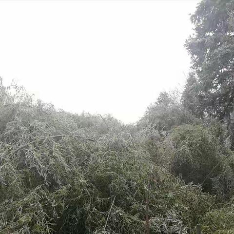 天桥镇组织青年突击队排冰除险
