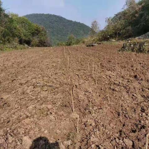 平头溪村：“四步走”抓牢抓实蚕桑产业
