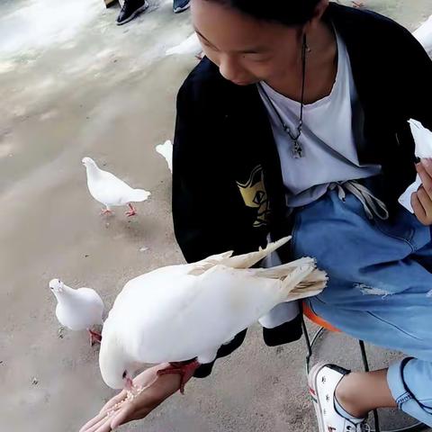 森林公园喂鸽子