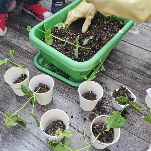 快乐种植，美丽春天