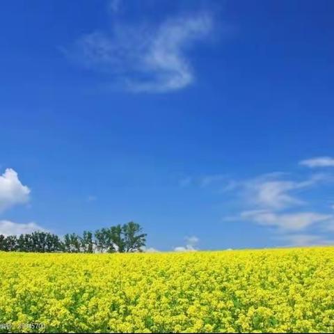 【银杏春芽节】我和春天有个约会——一年级十六班“找春天，画春天”实践活动