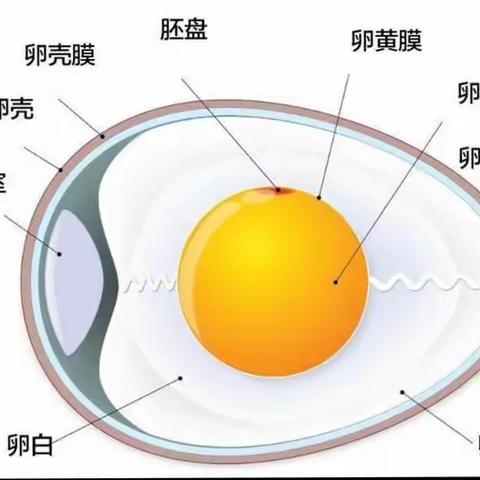 小二班班本故事《奇妙蛋宝宝》