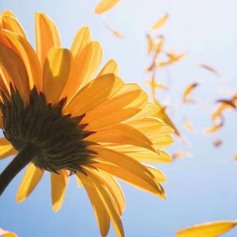 “清雪扫雪在行动，志愿服务暖人心”活动——高塘岭片区教育总支部委员会