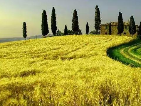 五月麦熟盼丰收  家校携手促成长