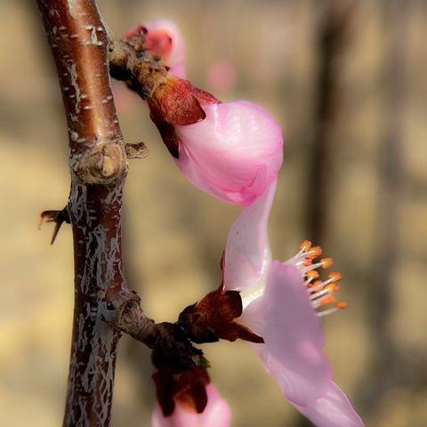 山桃花