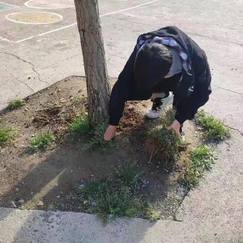 快乐劳动  学会感恩--景阳镇初级中学五月德育活动总结