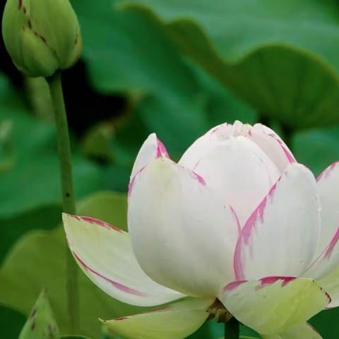 朝中措●荷●5首（古诗●故事十二）