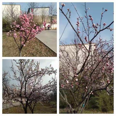 你我同行  未来可期——新密一高2021年春季开学前一周纪实