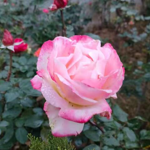 毓秀培英  绽放芬芳——新密一高高二年级线上教学工作纪实(七)