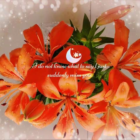 花花世界（百合花）