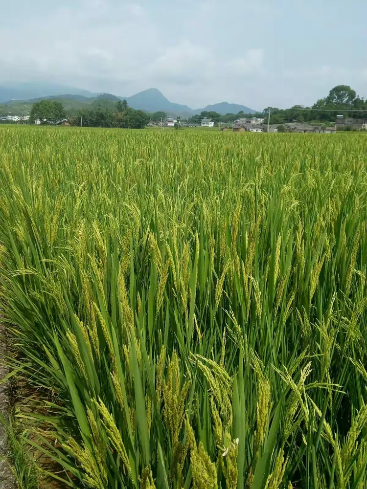 天气禾今日情况