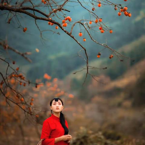 柿子红了之（盼归）