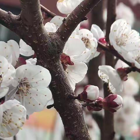 齐心协力 奏响春之旋律——平邑县第四实验小学音乐组教研活动