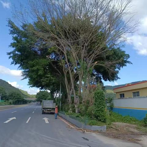 国道清除死树