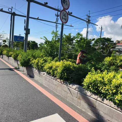 复线中间绿化养护和补种