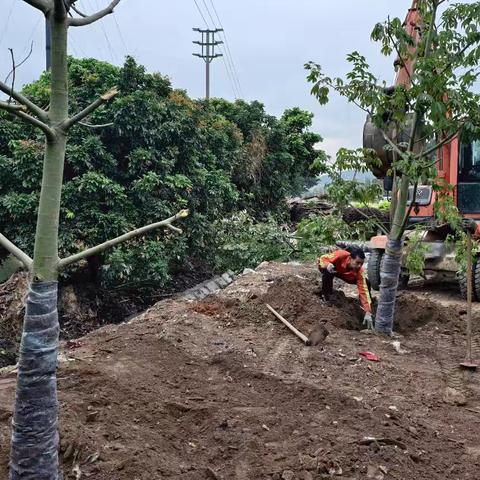 交通（086绿化和蔬站北绿化）